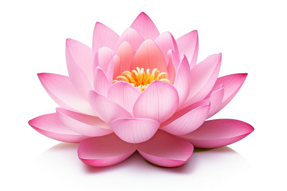 Lotus flower